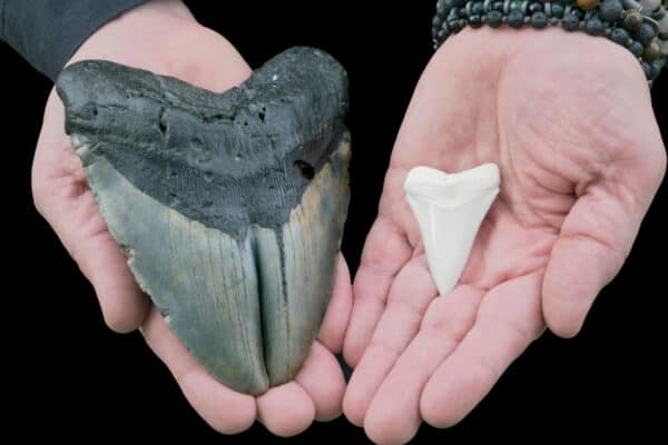 Comparison of fossilized Megalodon and Great White Shark teeth.