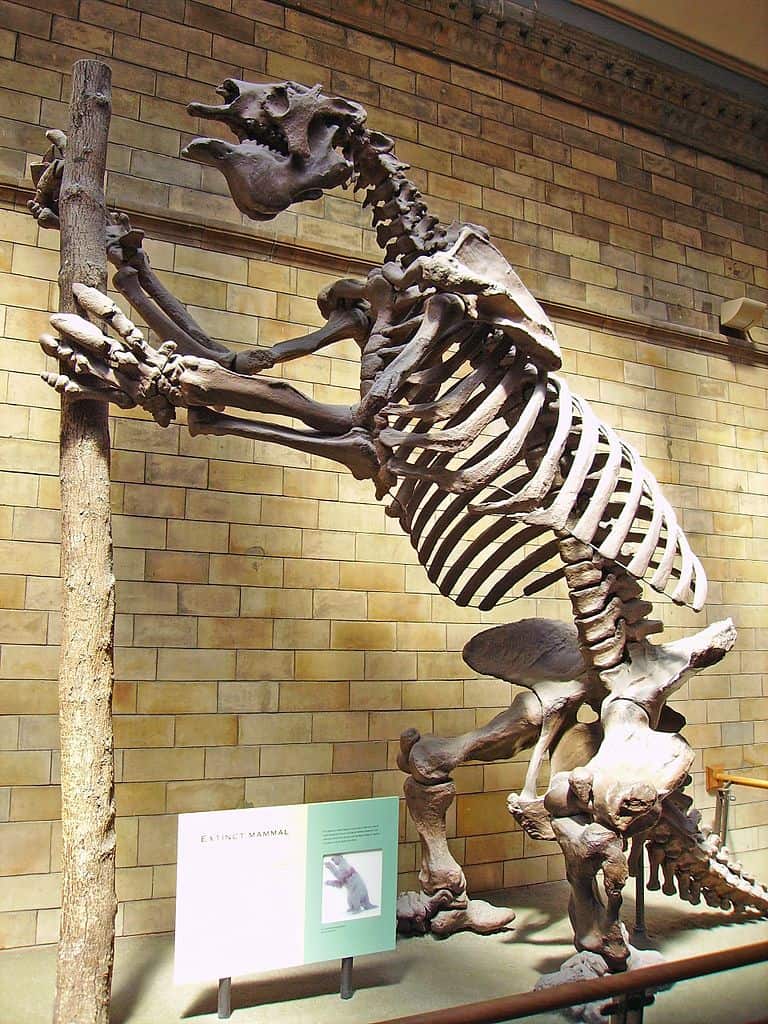 Megatherium americanum Skeleton