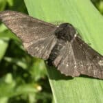 A Melanic Peppered Moth sitting on a leaf. Dark colored Peppered Moths increased over time, a result of industrial melanism.