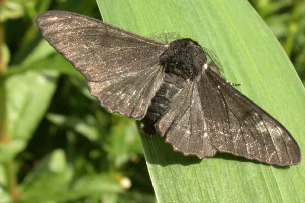 A Melanic Peppered Moth sitting on a leaf. Dark colored Peppered Moths increased over time, a result of industrial melanism.