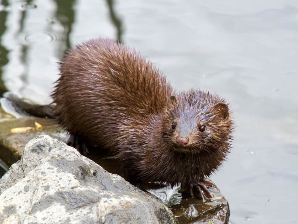 sea mink