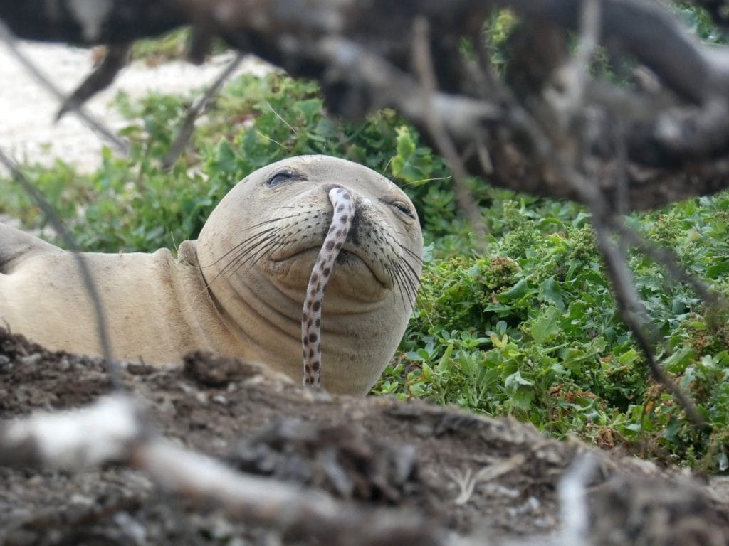 Juvenile Hawaiian monk seal with eel up its nose