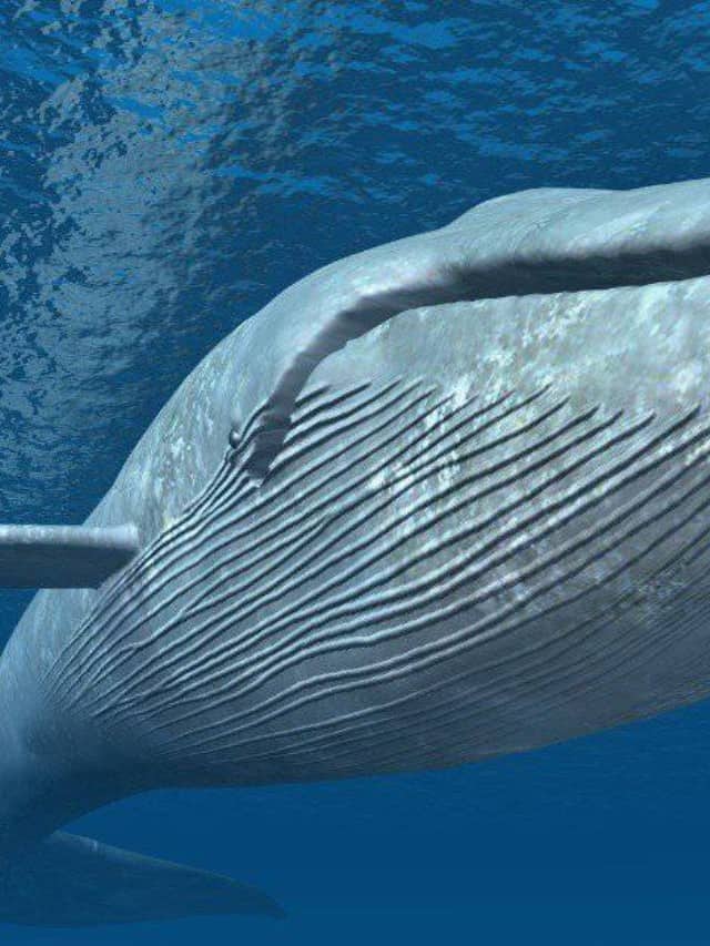 Discover How Fast Blue Whales Can Swim: Top Speeds and Interesting ...