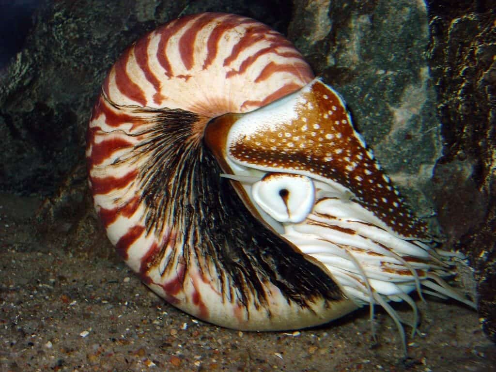 Nautiloid are one of the oldest animal species on earth. 