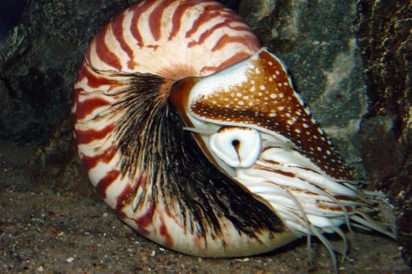 Today, nautiluses are confined to the Indo-Pacific, with most located near coastal areas of the Indian Ocean or the western Pacific Ocean. 