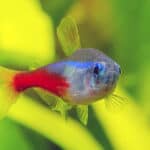 Neon tetra