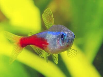 A Neon Tetra