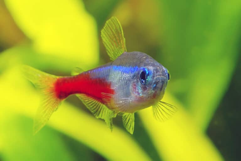 The neon tetra gets its coloration from guanine crystals found inside their cells that reflect off of light.