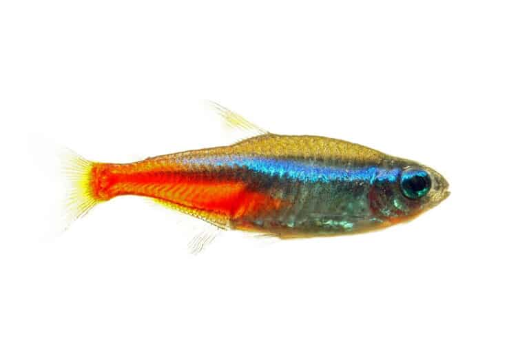 Neon tetra fish isolated on white background.