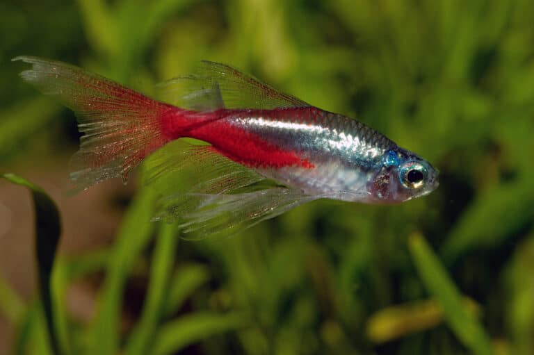 The Neon Tetra is found in the shortfin and longfin variety.