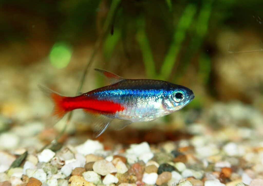 Le tétra néon a un dos bleu clair sur un abdomen blanc argenté et une bande rouge irisée partant du milieu du corps.