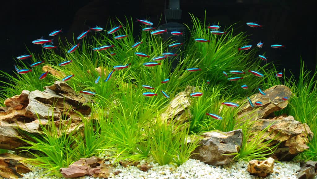 Neon tetras are shoaling fish that do best when kept in groups of six or more.