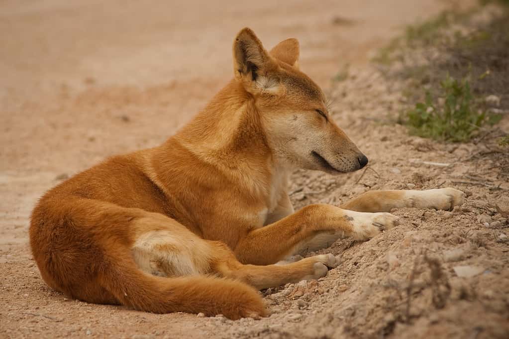 Female dingo on the Australian Nullarbor in South Australia.