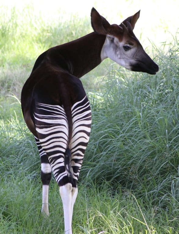 Male okapi displaying his striking horizontal stripes