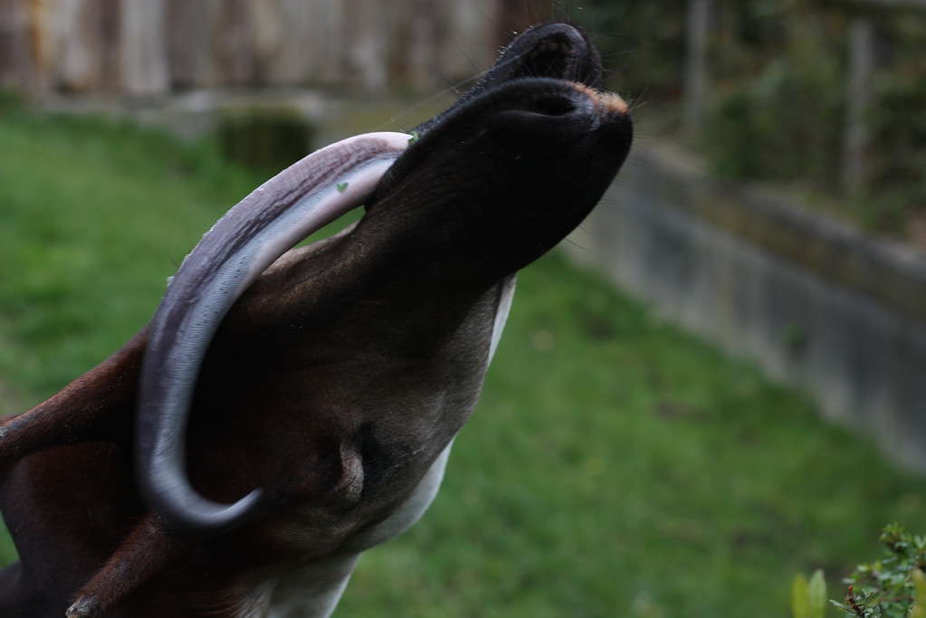 The okapi's long tongue!