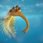 Opabinia