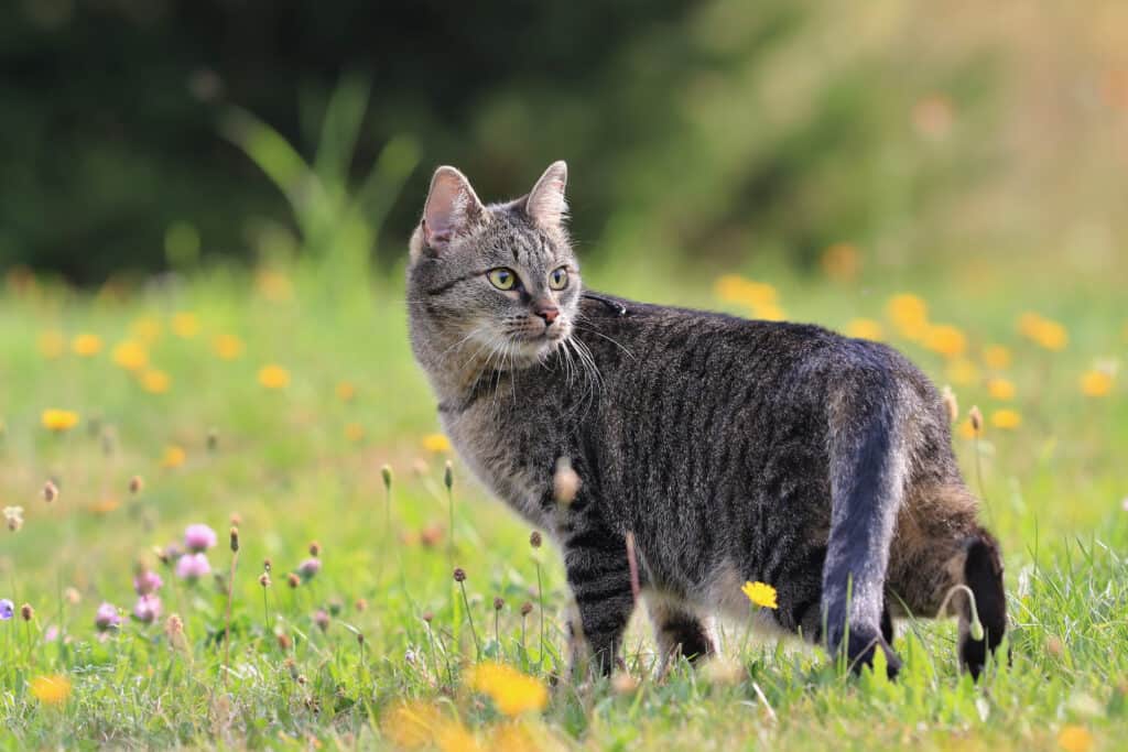 Outdoor cat repellent