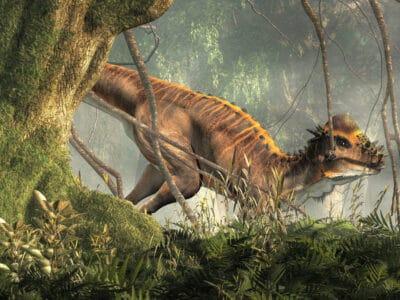 A Meet the Pachycephalosaurus – The Dinosaur with a Hard Head