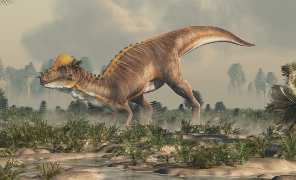 Meet the Pachycephalosaurus - The Dinosaur With a Hard Head ...