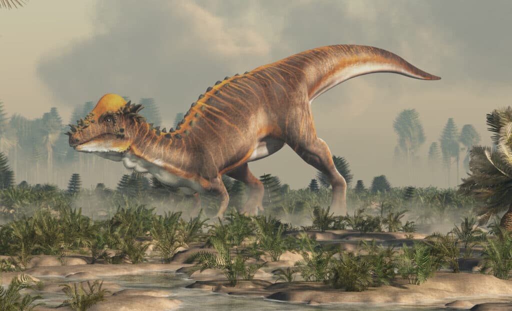 Meet The Pachycephalosaurus The Dinosaur With A Hard Head A Z Animals Meet The Pachycephalosaurus The Dinosaur With A Hard Head A Z Animals