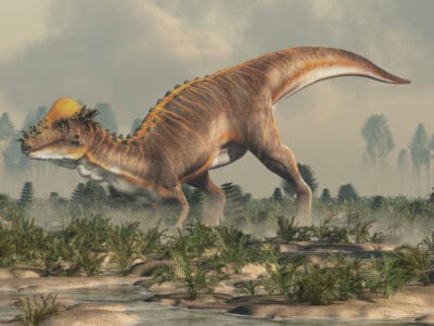 A Pachycephalosaurus