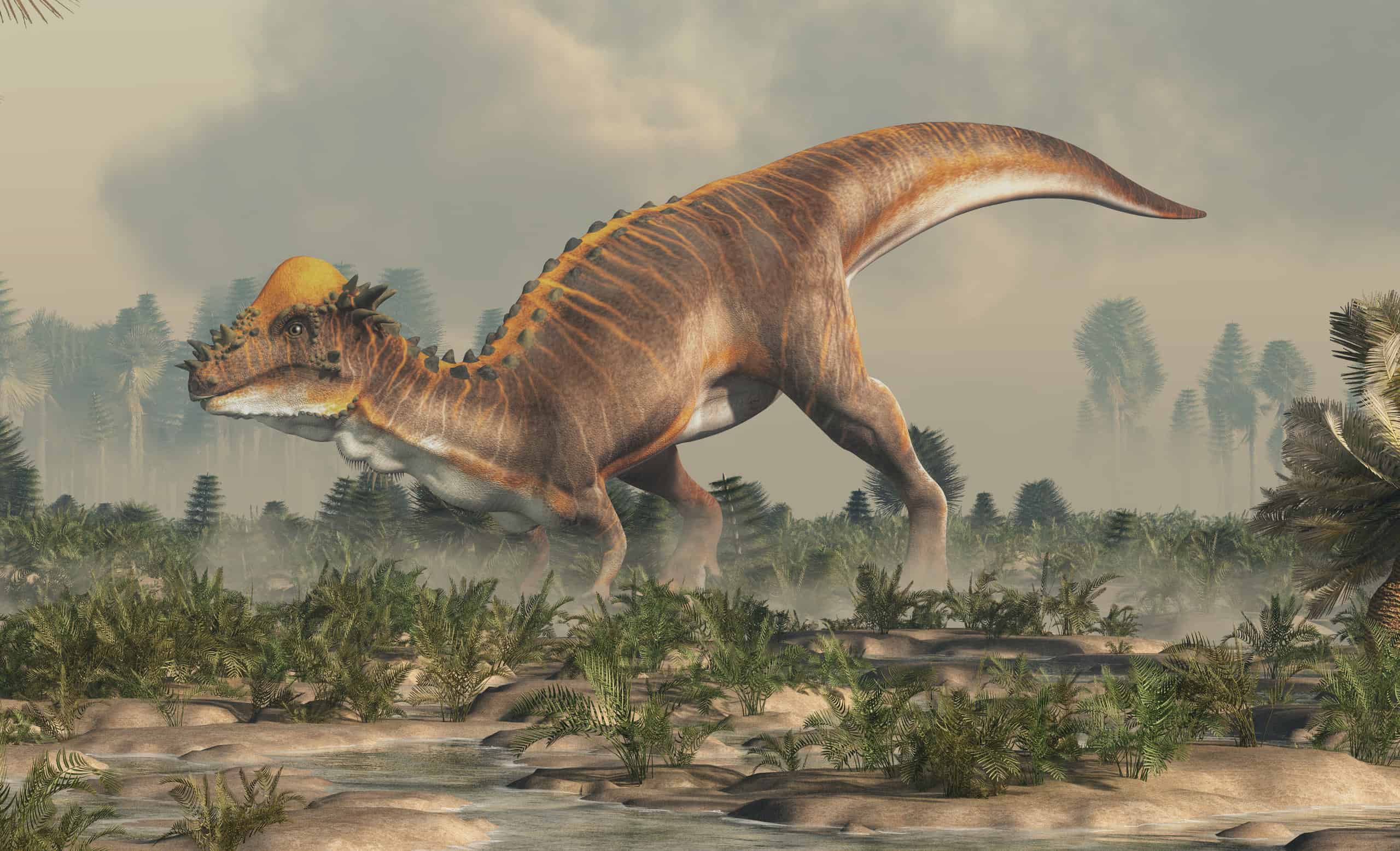 Pachycephalosaurus wyomingensis - All Things Dinosaurs