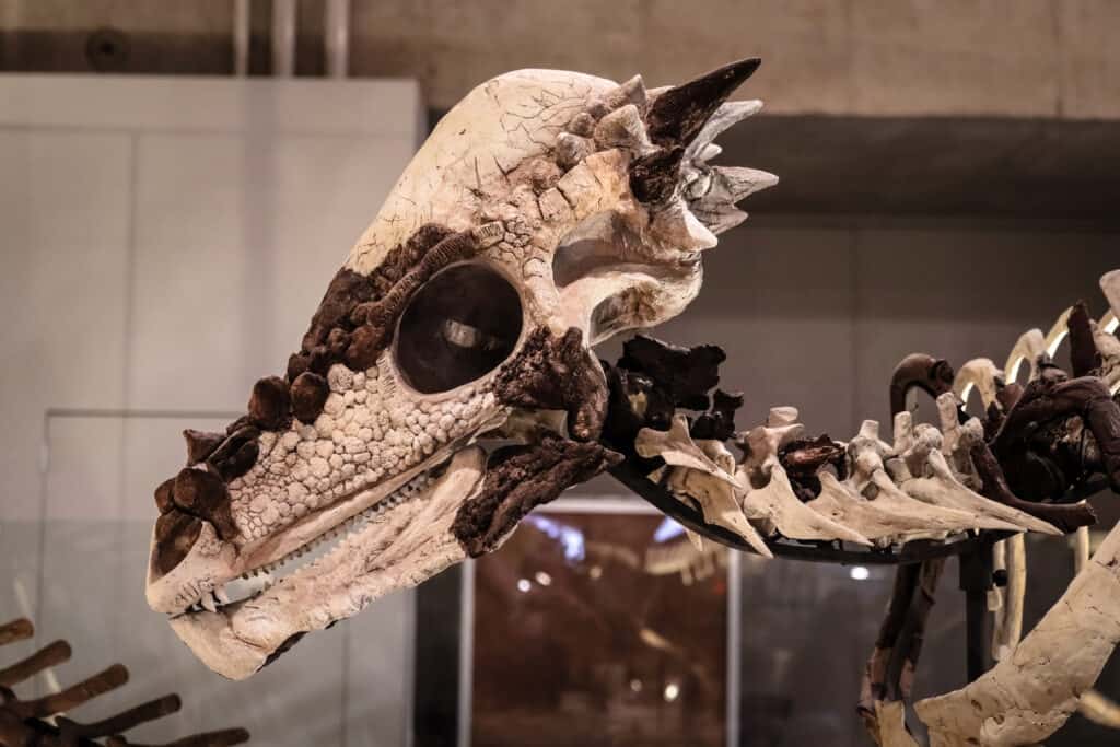 Pachycephalosaurus skull