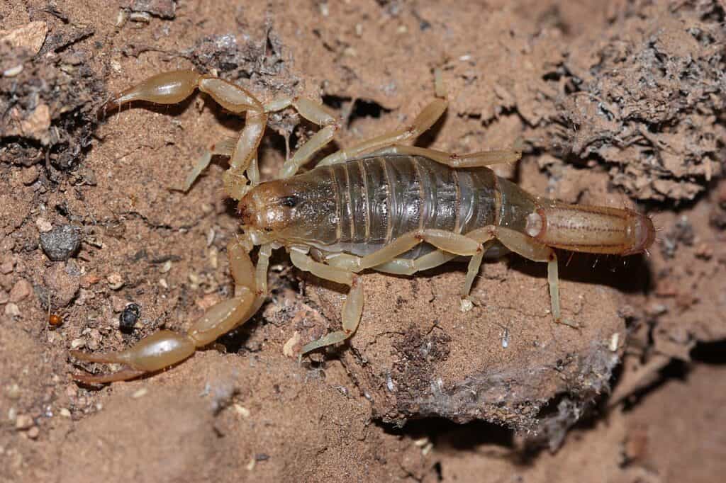scorpion à queue rayée