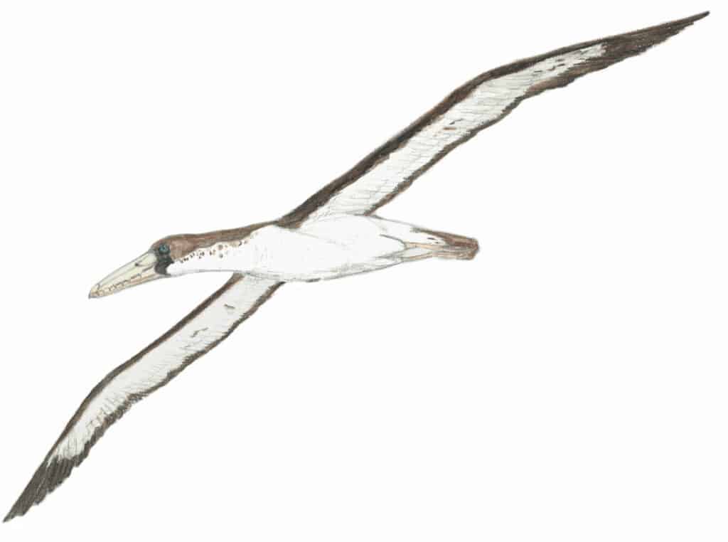 Pelagornis
