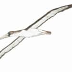 Pelagornis