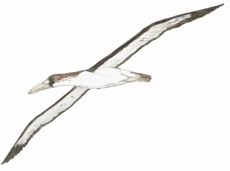 Pelagornis