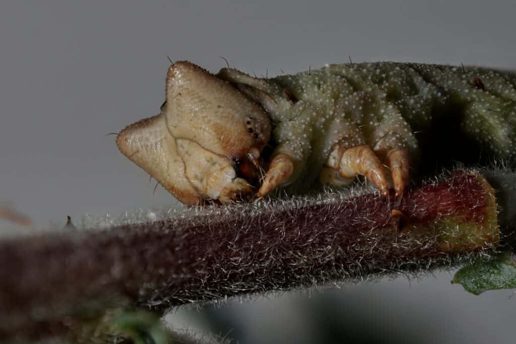 The caterpillar of the peppered moth feed on the leaves of birch, willow, and oak trees.