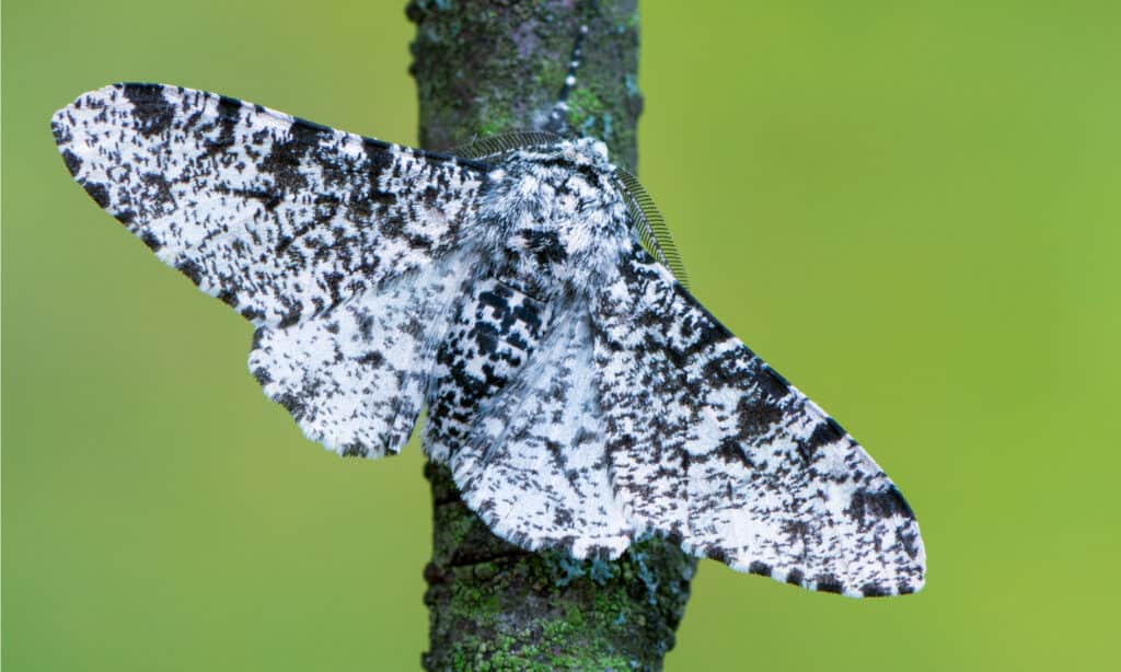 The Peppered moth has tiny black spots on its wings, hence, the name Peppered Moth.