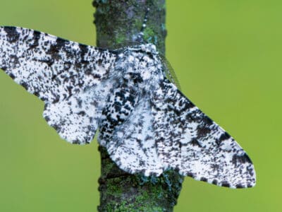 A Peppered Moth