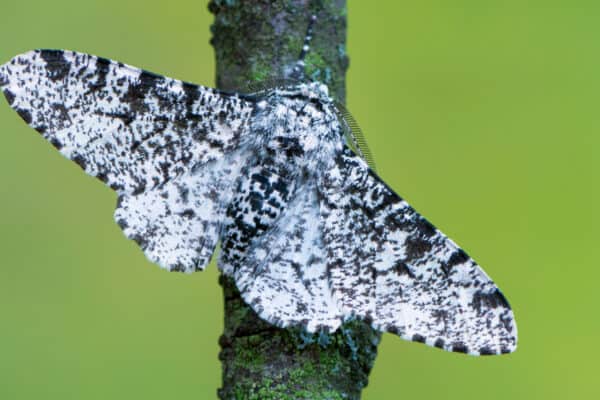 The Peppered moth has tiny black spots on its wings, hence, the name Peppered Moth.
