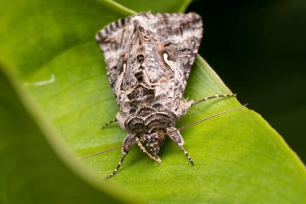 The Peppered Moth has a broad, long, and slender body that resembles a twig-like caterpillar. 