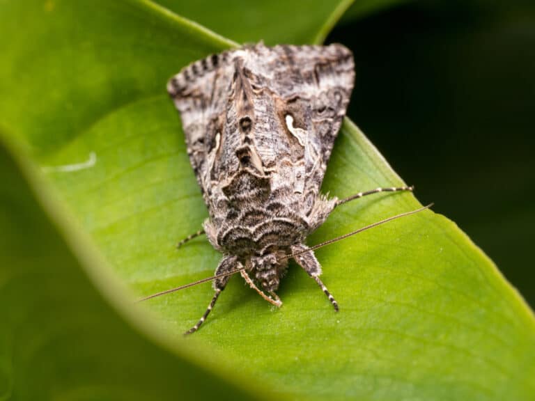 The Peppered Moth has a broad, long, and slender body that resembles a twig-like caterpillar.