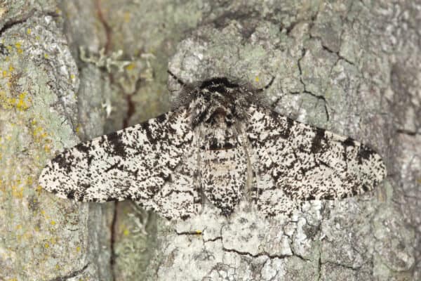 The habitat of the Peppered Moth usually consists of tree bark which makes their camouflage perfect for protection.