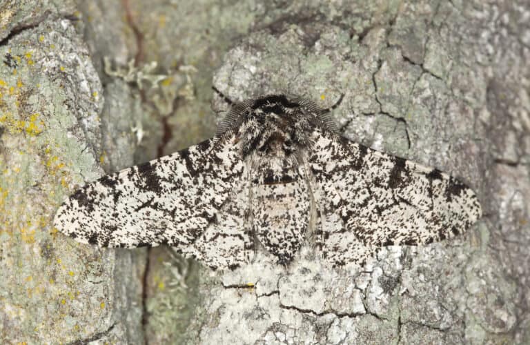 The habitat of the Peppered Moth usually consists of tree bark which makes their camouflage perfect for protection.