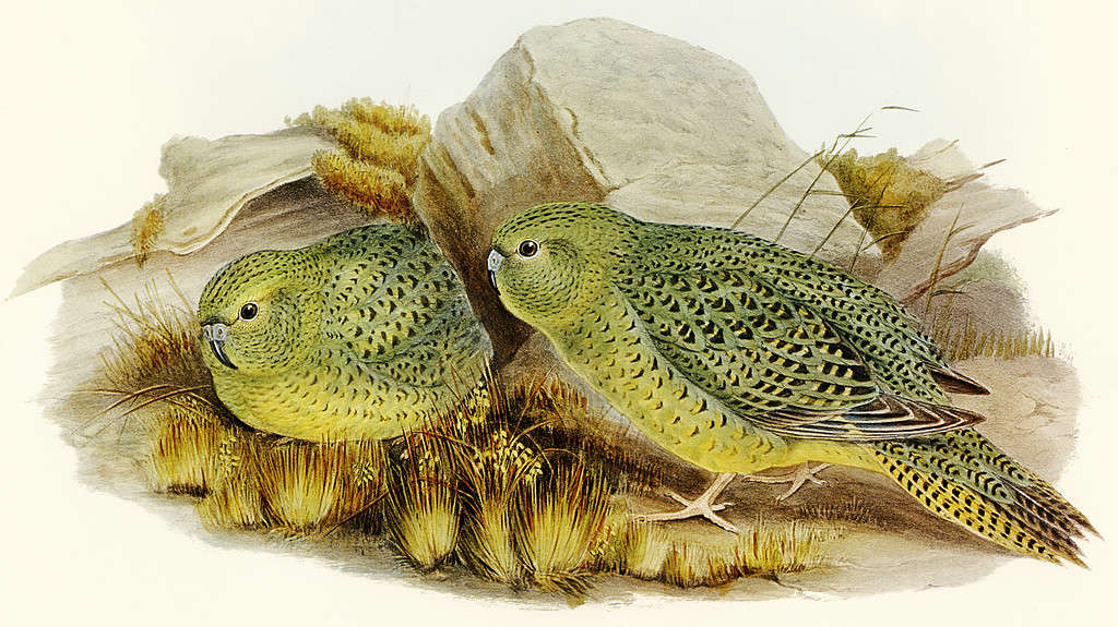 Australian Night Parrot