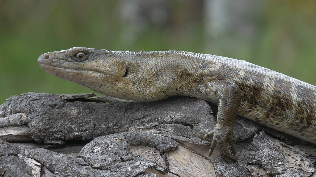 Terror Skink