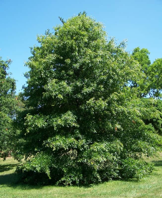 Quercus palustris, the pin oak or swamp Spanish oak
