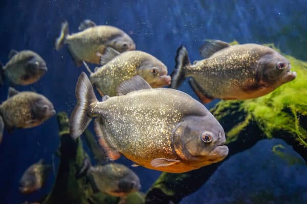 School of Piranha fish underwater closeup.
