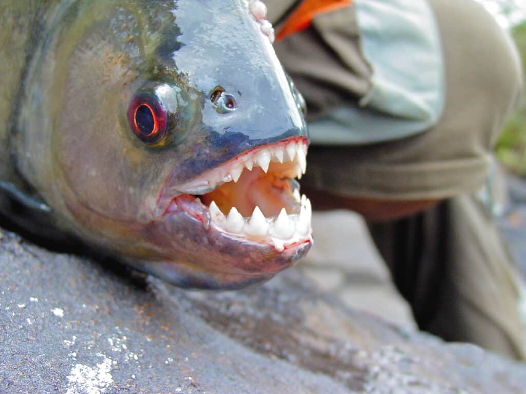 Amazon Black Piranha teeth