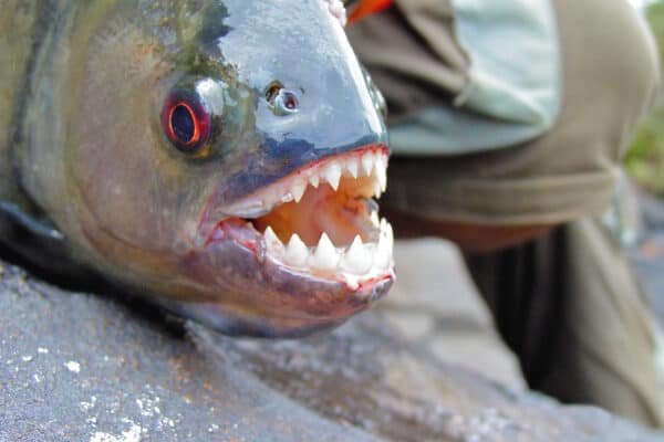 Amazon Black Piranha with open mouth, showing teeth.