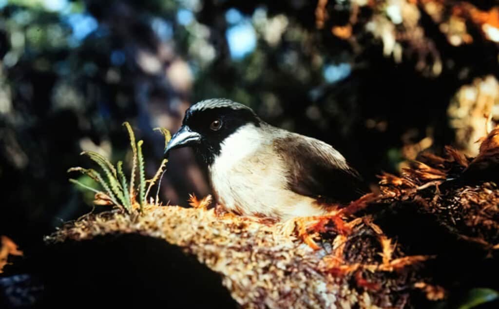 poʻouli