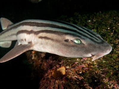 A Pyjama Shark