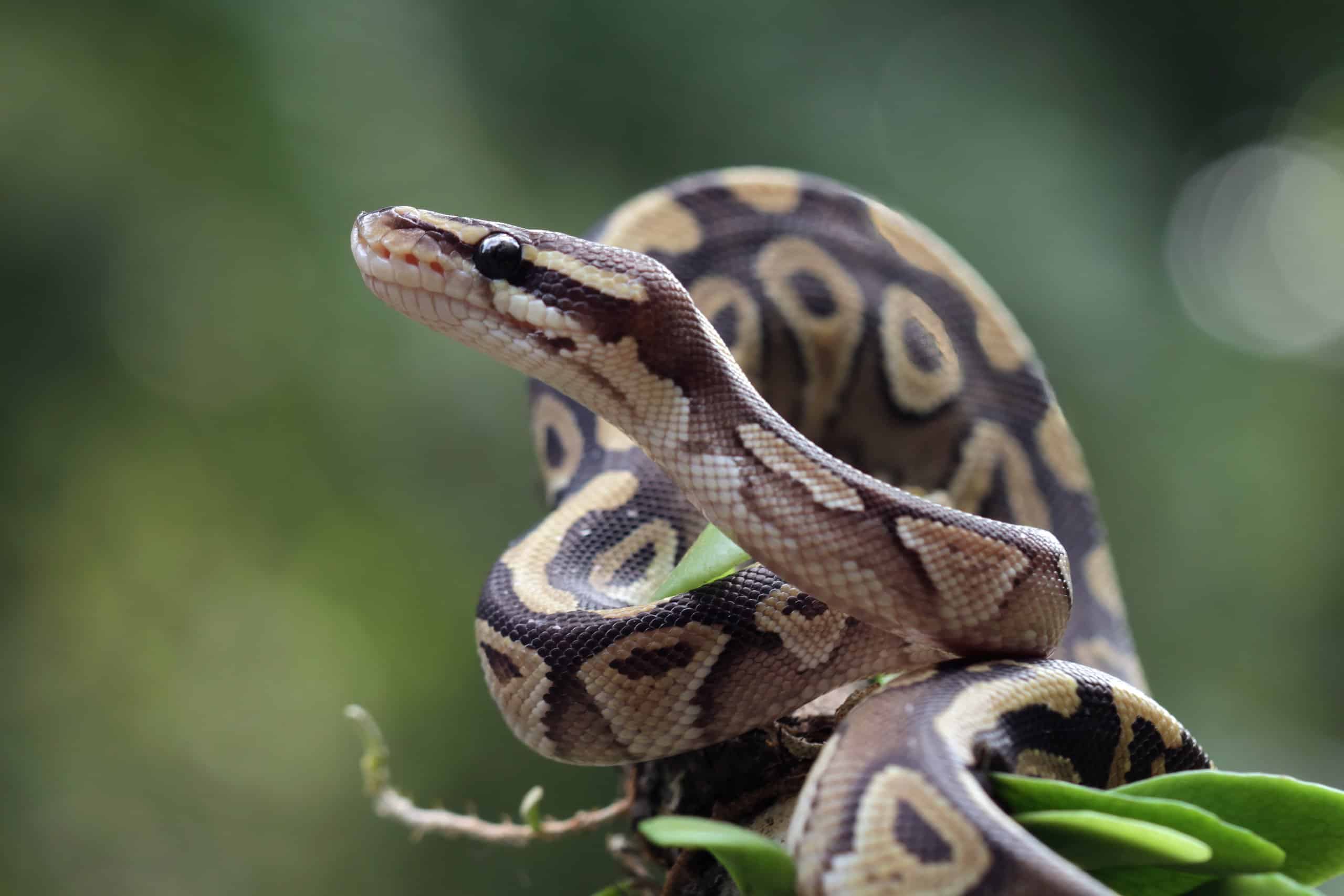 anaconda eating a shark