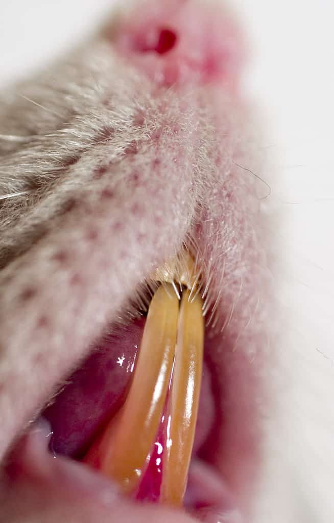 Closeup of overgrown incisors in R. norvegicus. This is a characteristic trait of all rodents.