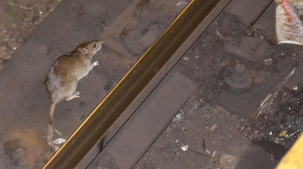 A REAL NYC rat!